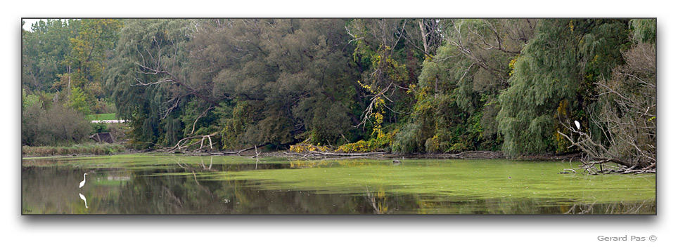 The Coves Ponds with Great Egrets- click to enlarge image