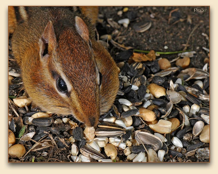 Chipmunk _DSC12219.JPG - click to enlarge image