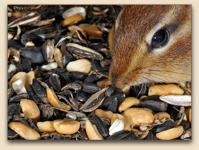 Chipmunk _DSC12235.JPG - click to enlarge image