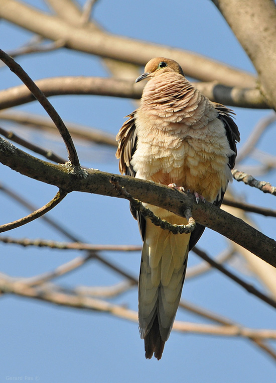 Mourning Dove DSC_1793.JPG - click to enlarge image