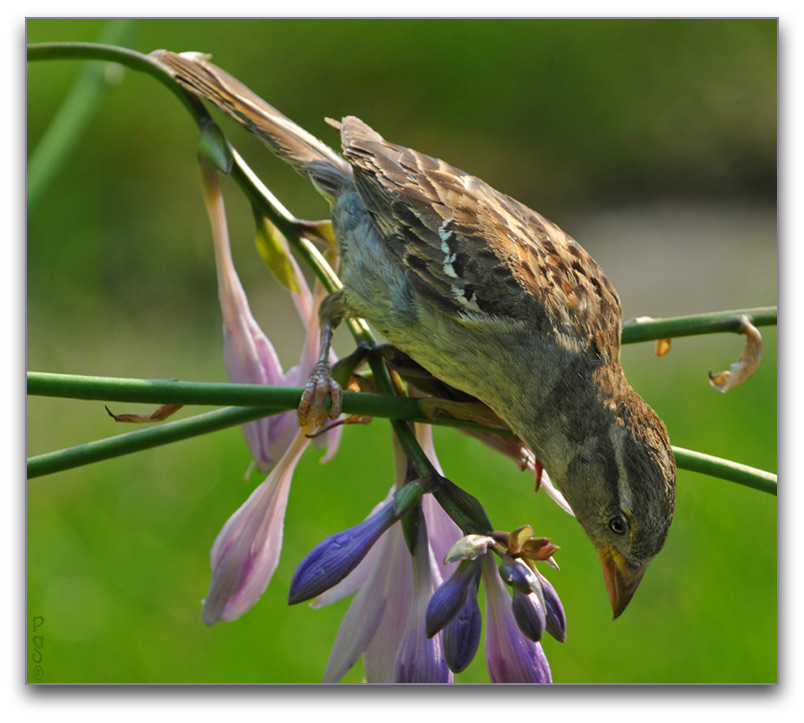 House Sparrow DSC_7877.JPG - click to enlarge image