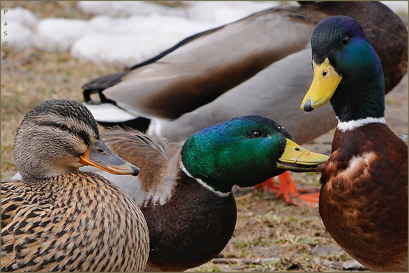 Mallards _DSC1033.JPG - click to enlarge image