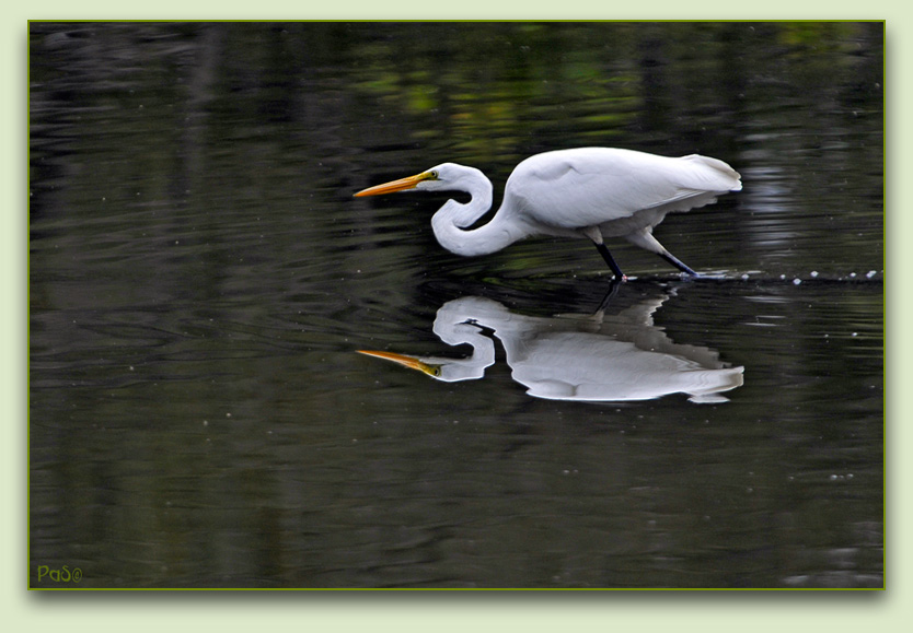 Great Egret _DSC11343.JPG - click to enlarge image