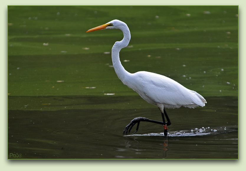 Great Egret _DSC11465.JPG - click to enlarge image