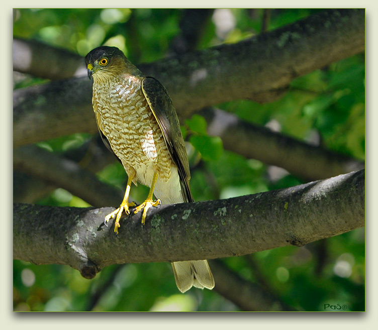 Sharp-shinned Hawk _DSC11818.JPG - click to enlarge image