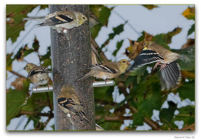 Eastern Goldfinch _DSC12741.JPG - click to enlarge image