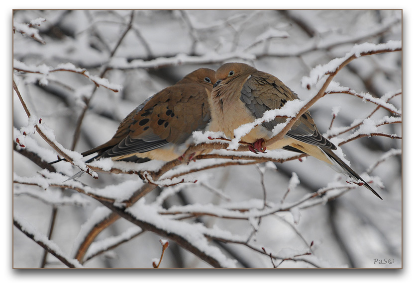 Mourning Doves _DSC13022.JPG - click to enlarge image