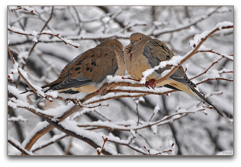 Mourning Doves _DSC13031.JPG - click to enlarge image