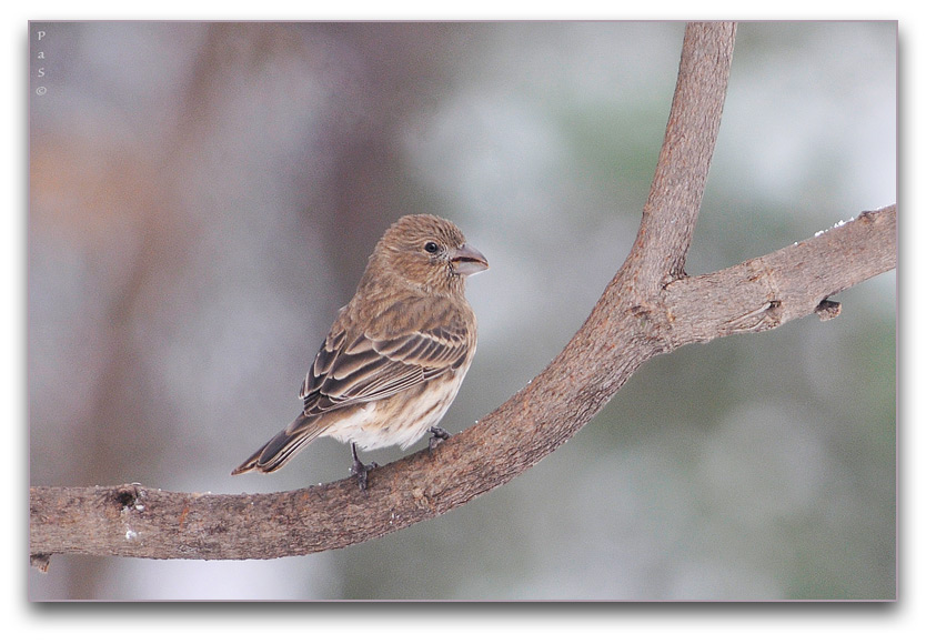 Common House Finch _DSC13085.JPG - click to enlarge image