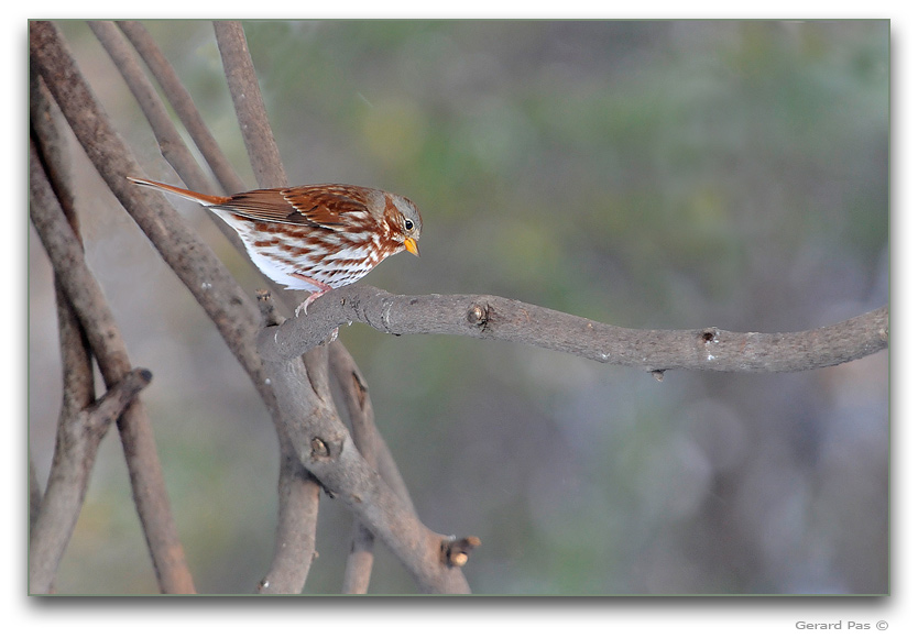 Fox Sparrow _DSC13149.JPG - click to enlarge image