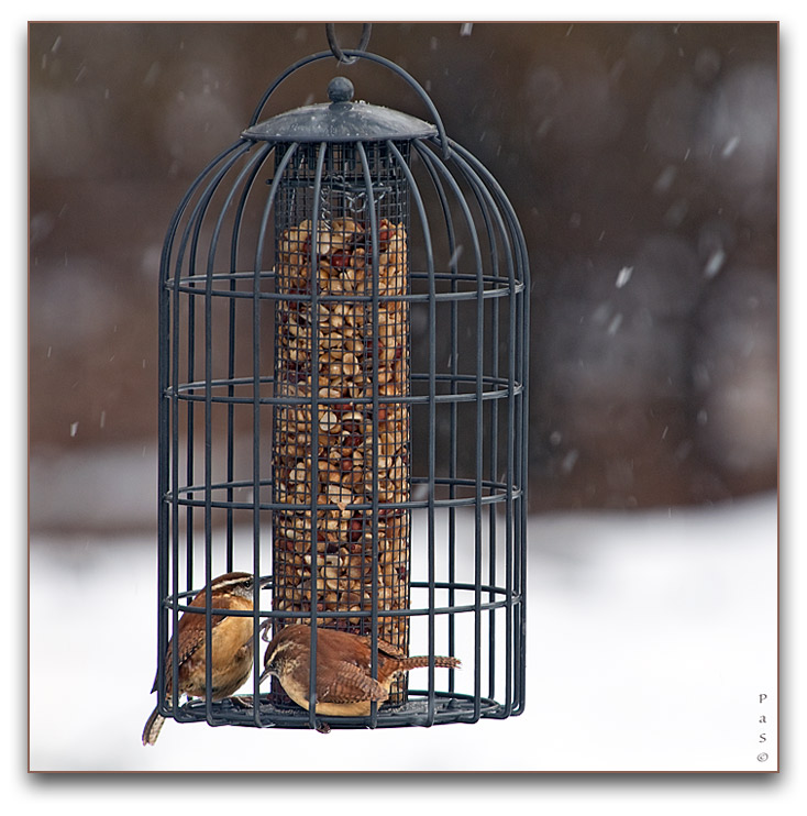 Carolina Wrens _DSC13198.JPG - click to enlarge image