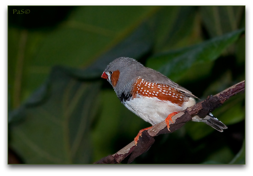 Zebra Finch _DSC13318.JPG - click to enlarge image