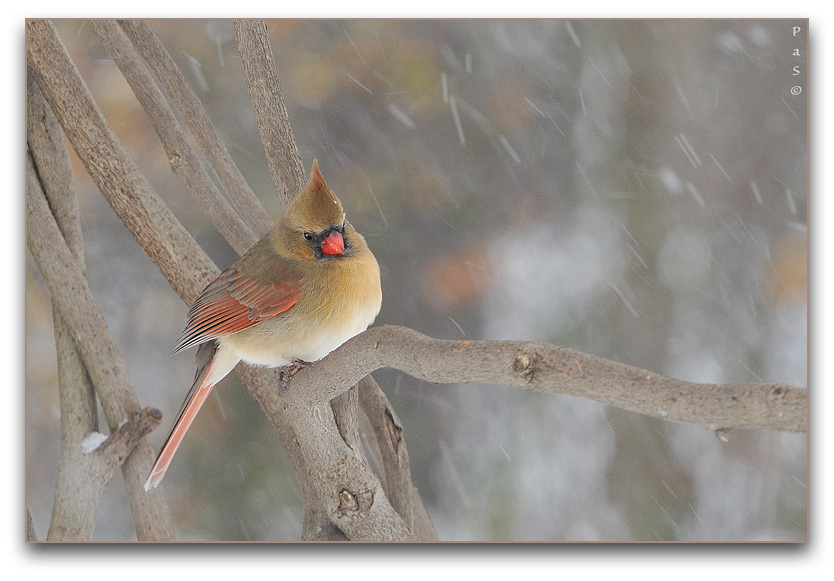 Northern Cardinal _DSC13466.JPG - click to enlarge image