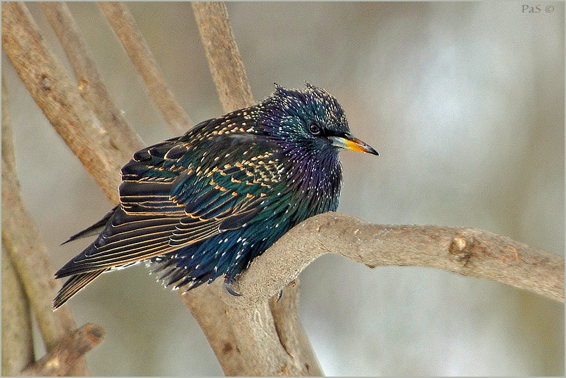 European Starling _DSC13531.JPG - click to enlarge image