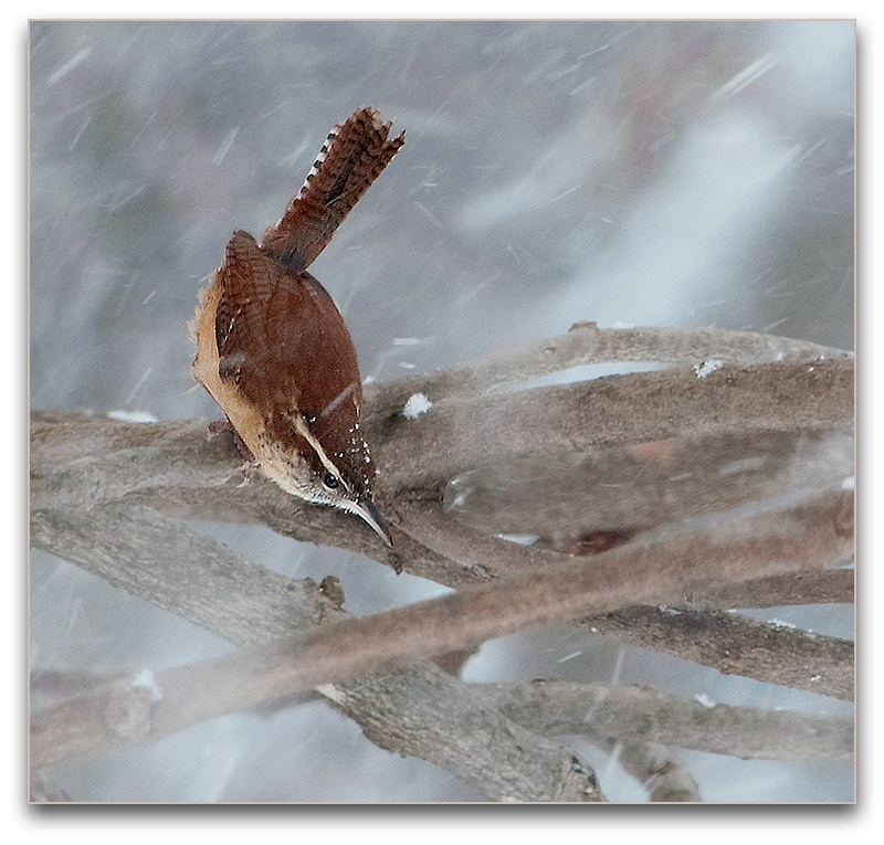 Carolina Wren _DSC13814.JPG - click to enlarge image