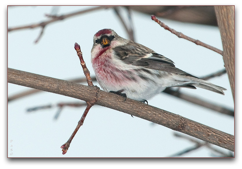 Common Redpoll _DSC13914.JPG - click to enlarge image