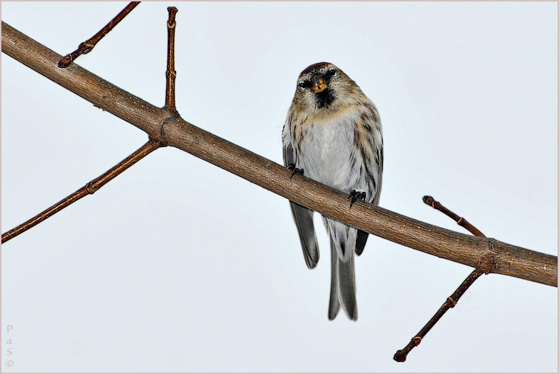 Common Redpoll _DSC14240.JPG - click to enlarge image