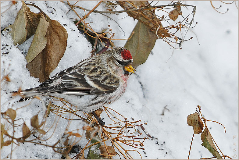 Common Redpoll _DSC14354.JPG - click to enlarge image