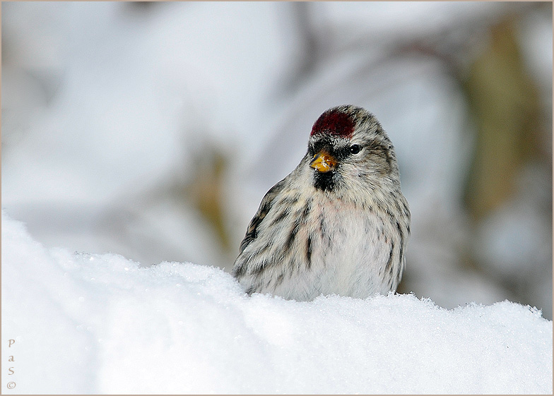 Common Redpoll _DSC14372.JPG - click to enlarge image