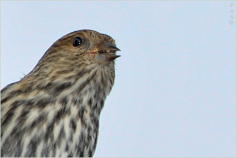 Pine Siskin _DSC14446.JPG - click to enlarge image