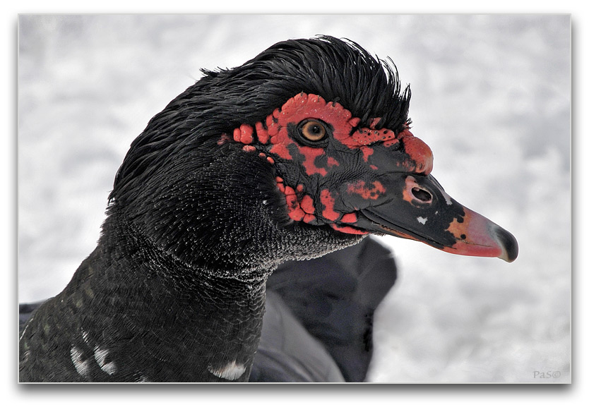 Muscovy Duck along the Thames River _DSC14785.JPG - click to enlarge image