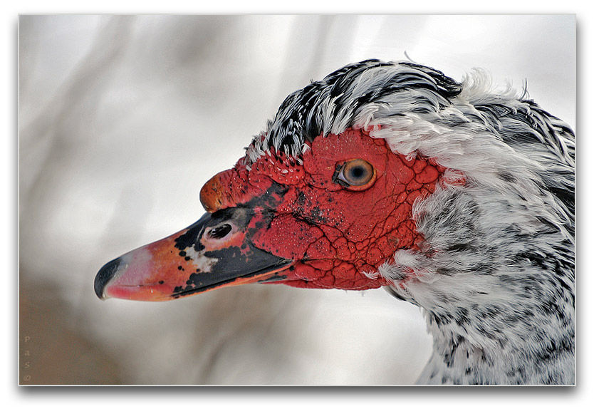 Muscovy Duck along the Thames River _DSC14793.JPG - click to enlarge image