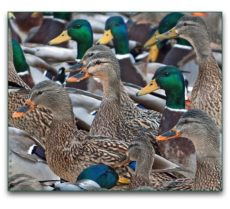 Mallards on the Thames River _DSC14843.JPG - click to enlarge image