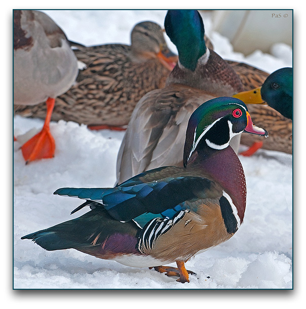 Wood Duck _DSC14861.JPG - click to enlarge image