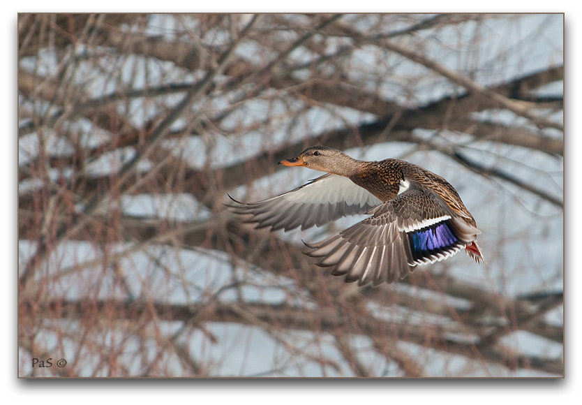 Female Mallard in Flight _DSC15029.JPG - click to enlarge image