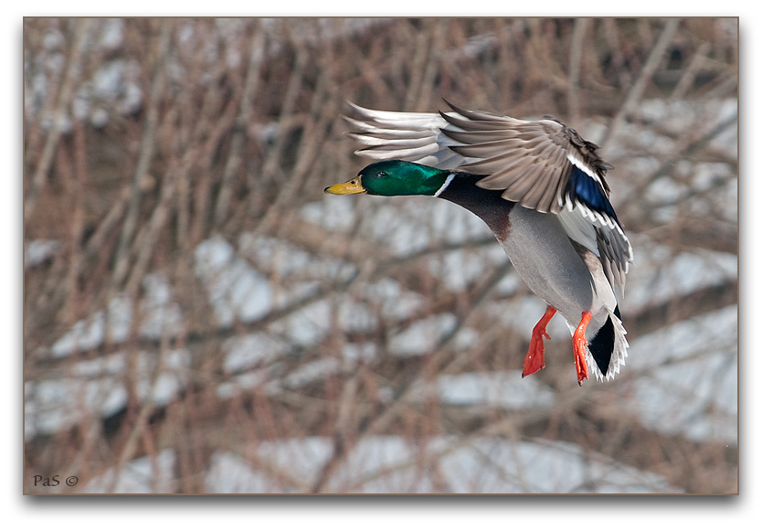 Male Mallard in Flight _DSC15037.JPG - click to enlarge image