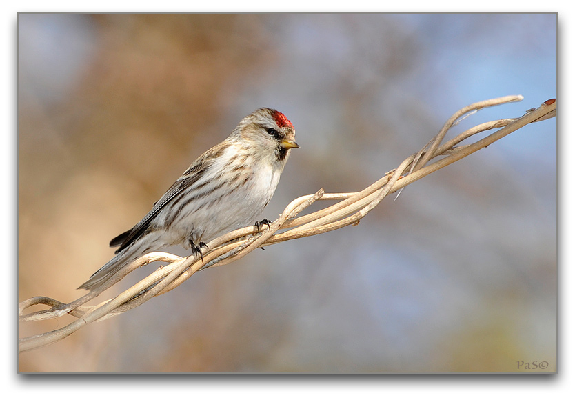 Common Redpoll _DSC17067.JPG - click to enlarge image