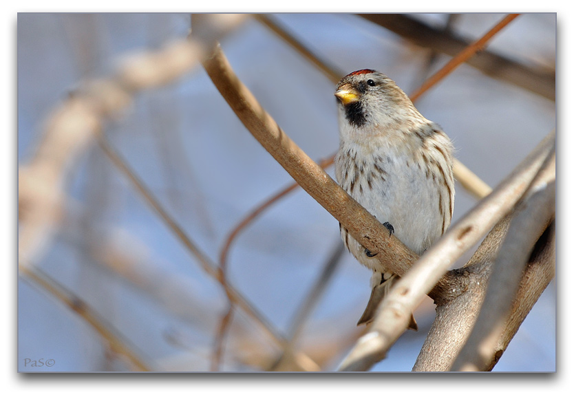 Common Redpoll _DSC17088.JPG - click to enlarge image