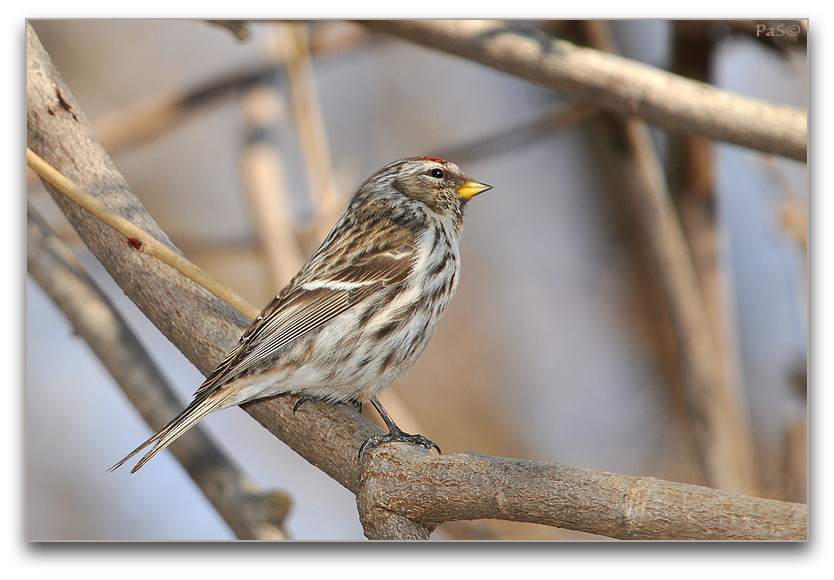 Common Redpoll _DSC17154.JPG - click to enlarge image