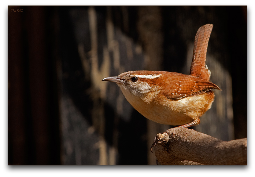 Carolina Wren _DSC18082.JPG - click to enlarge image