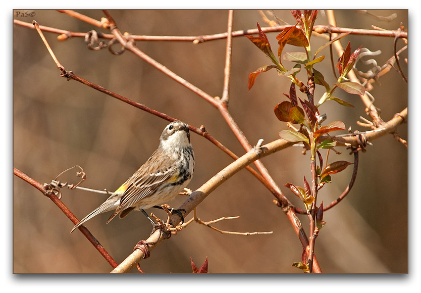 Yellow-rumped Warbler _DSC19586.JPG - click to enlarge image