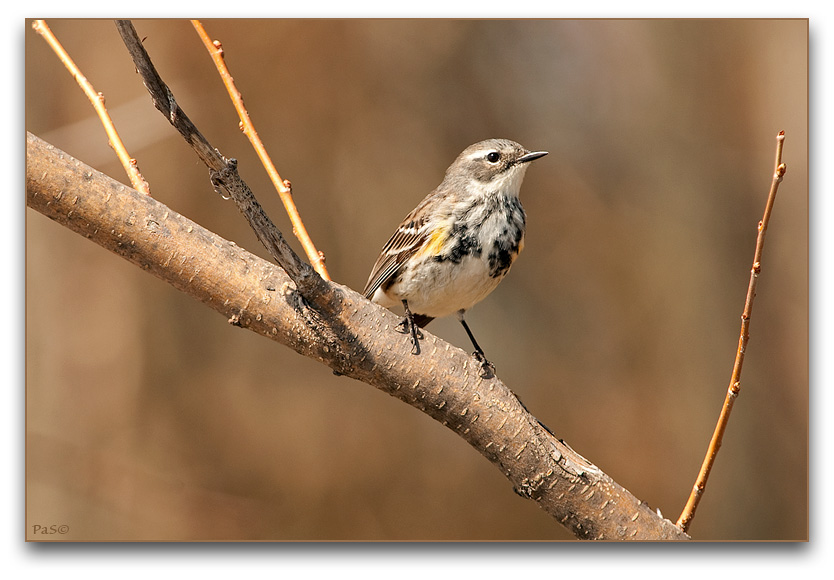 Yellow-rumped Warbler _DSC19589.JPG - click to enlarge image