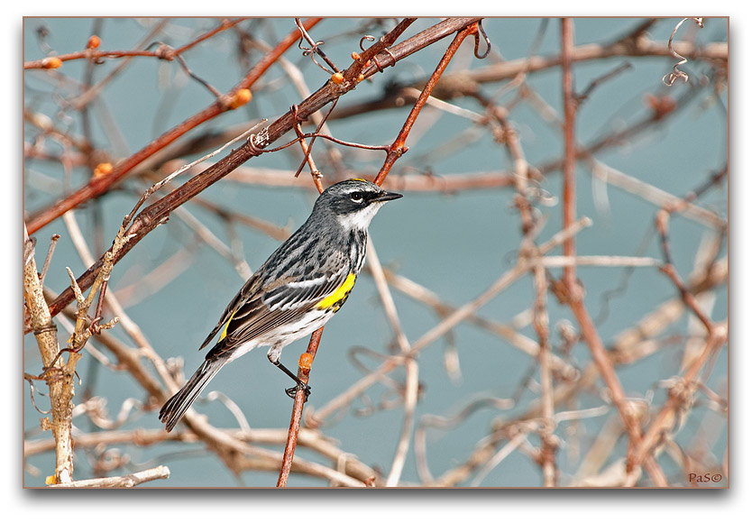 Yellow-rumped Warbler _DSC19602.JPG - click to enlarge image