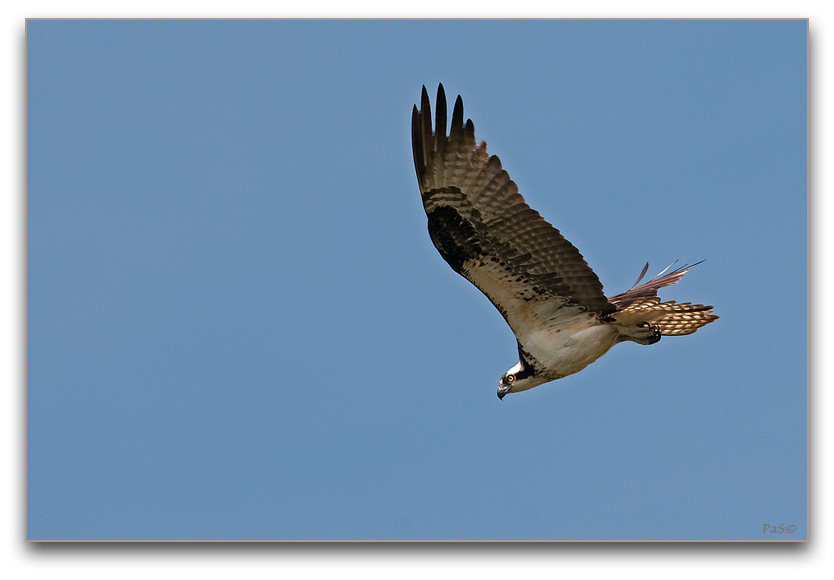 Osprey _DSC19776.JPG - click to enlarge image