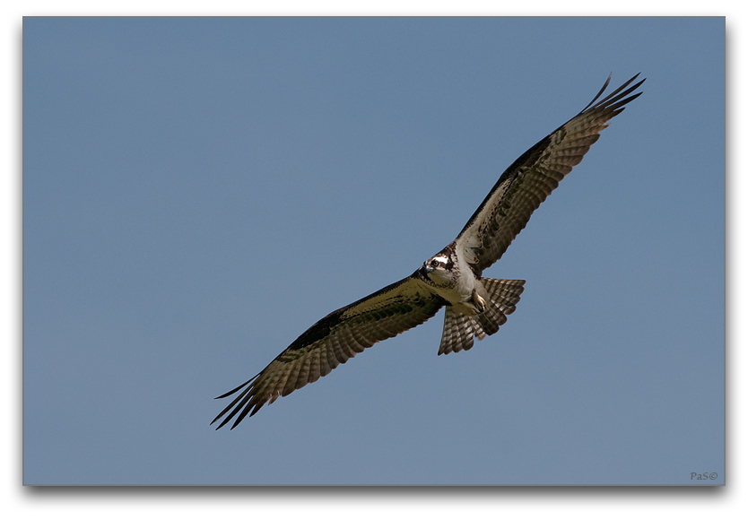 Osprey _DSC19784.JPG - click to enlarge image