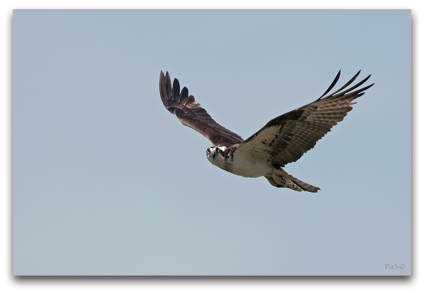 Osprey _DSC19813.JPG - click to enlarge image