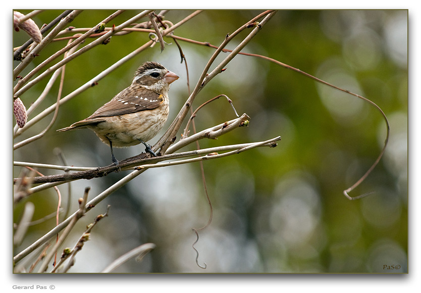 Rose-breasted Grosbeak - female _DSC19873.JPG - click to enlarge image