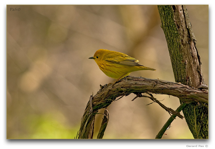 Yellow Warbler _DSC19909.JPG - click to enlarge image