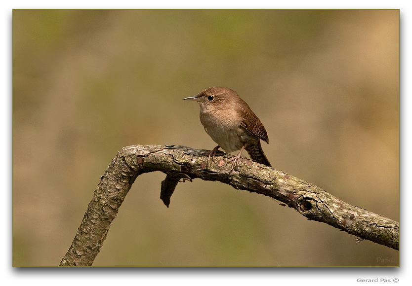 House Wren _DSC19918.JPG - click to enlarge image