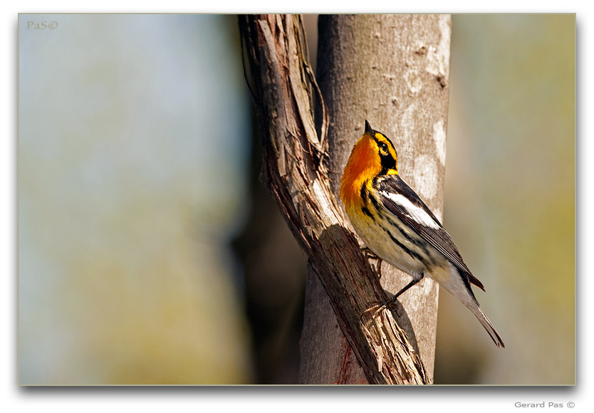 Blackburnian Warbler _DSC20028.JPG - click to enlarge image