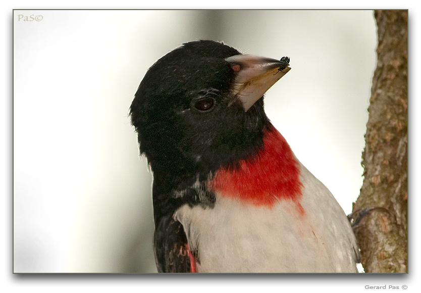 Rose-breasted Grosbeak - male _DSC20008.JPG - click to enlarge image