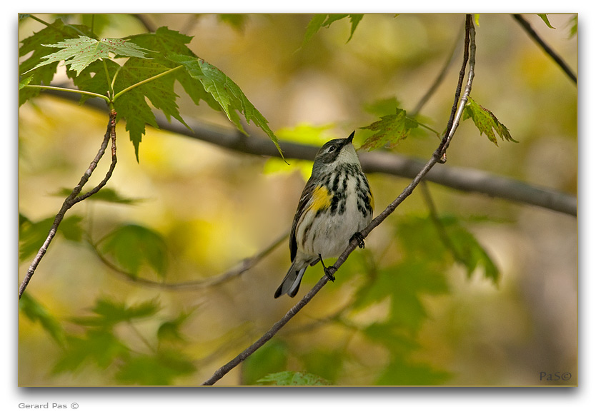 Yellow-rumped Warbler _DSC20026.JPG - click to enlarge image