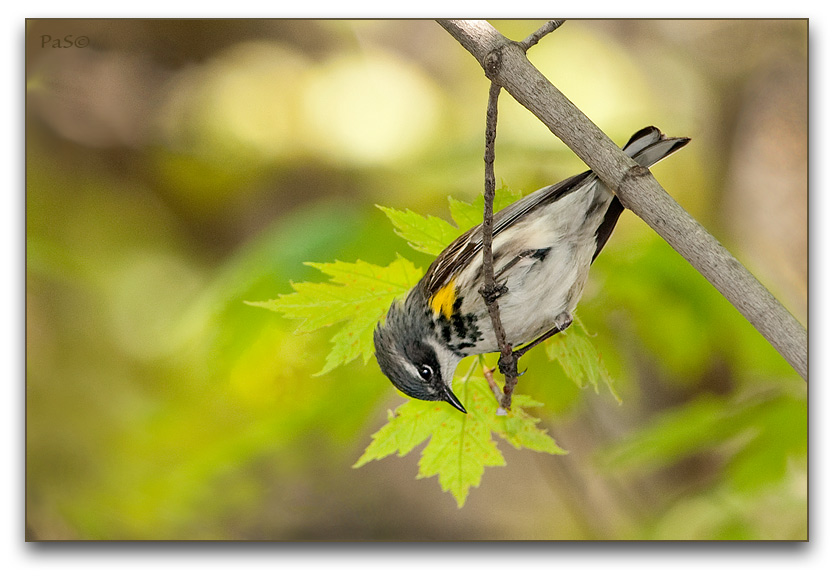 Yellow-rumped Warbler _DSC20028.JPG - click to enlarge image