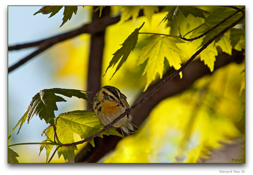 Blackburnian Warbler - female _DSC20081.JPG - click to enlarge image