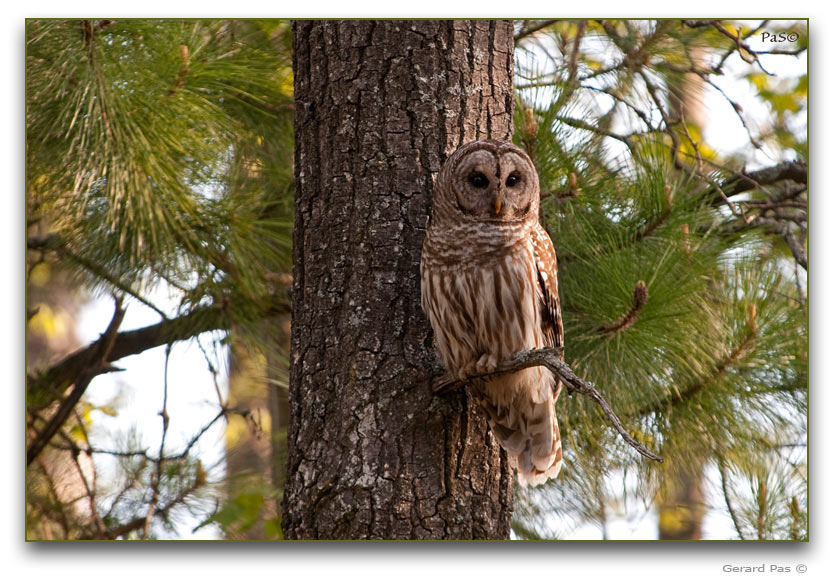 Barred Owl  _DSC20197.JPG - click to enlarge image