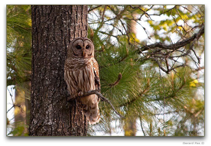 Barred Owl  _DSC20197.JPG - click to enlarge image